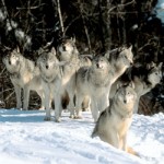 Wolf Pack Programming